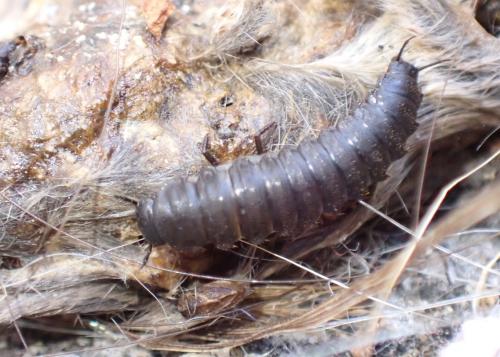 Thanatophilus sp.